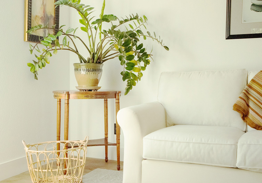 育てやすい大きめ観葉植物