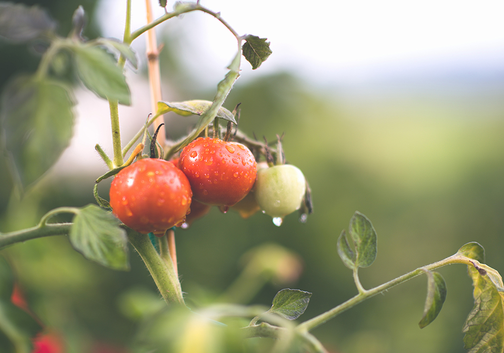 家庭菜園に挑戦しよう！夏にぴったりのトマトを育ててみた